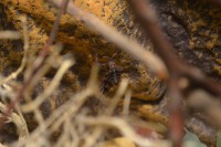 /album/geistermantis-phyllocrania-paradoxa-/a0-0-1-phyllocrania-paradoxa-jpg/
